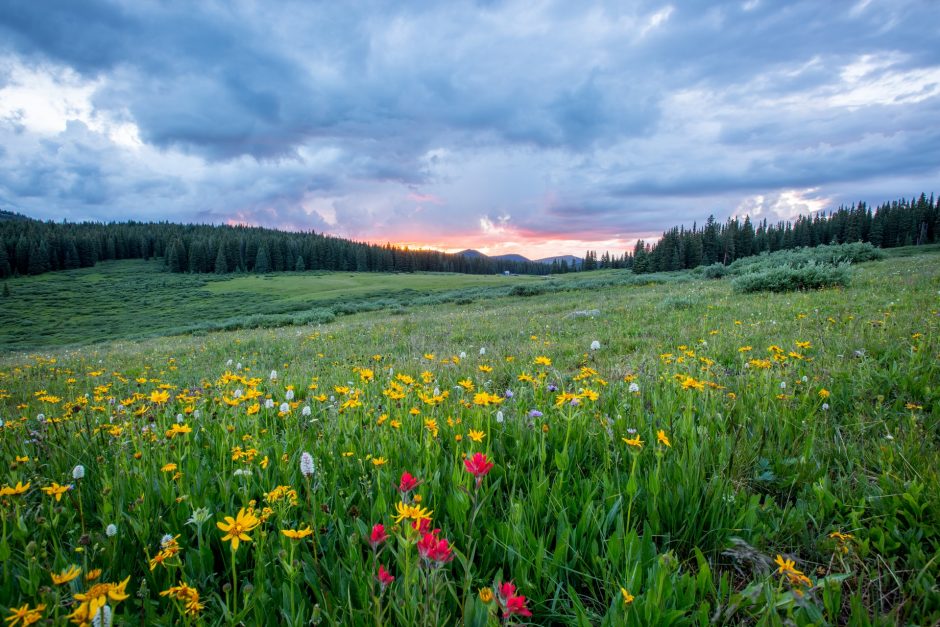 A green meadow with colorful flowers and hills and clouds in the distance