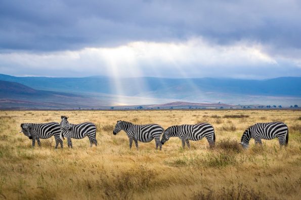 A grassland in Africa with five zebras walking around it
