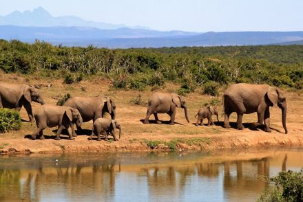 A group of elephants near the water.