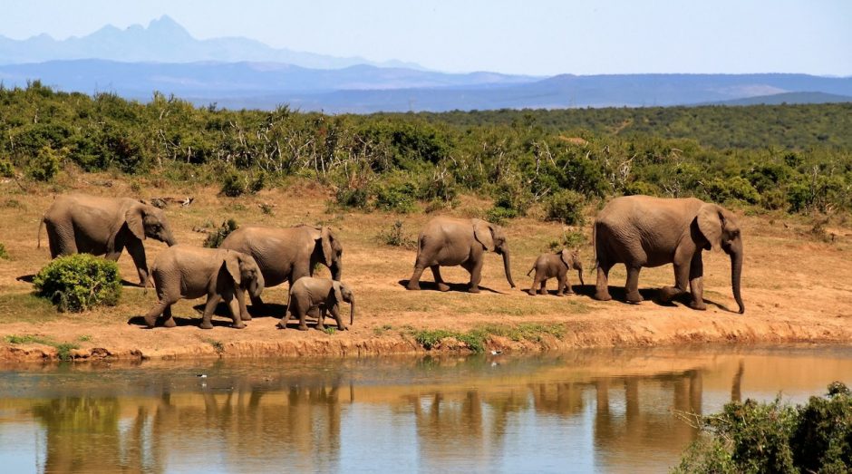 A group of elephants near the water.